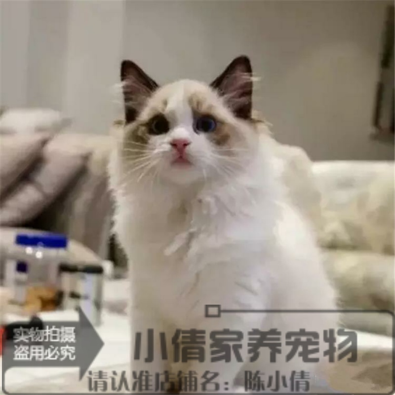 纯种布偶猫活体幼猫布偶猫出售蓝双色布偶猫全国包邮蓝眼睛粉鼻x