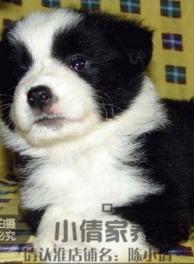 只售家养全到位的边境牧羊犬幼犬活体宠物狗本地狗狗血统保证h