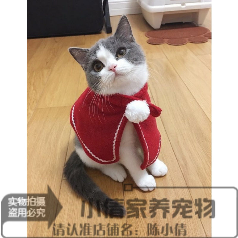 赛级英短蓝白猫宠物猫纯种英国短毛猫英短蓝猫双色立