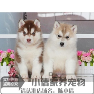 出售纯种哈士奇犬双蓝眼三把火西伯利亚雪橇犬宠物狗幼犬活体x