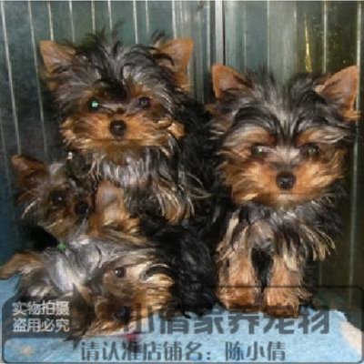 活体袖珍犬支持支付宝约克夏梗