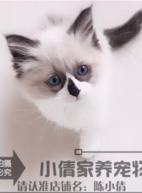 纯种活体海豹双色出售布偶猫