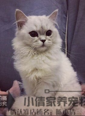 出售金吉拉纯种活体长毛猫