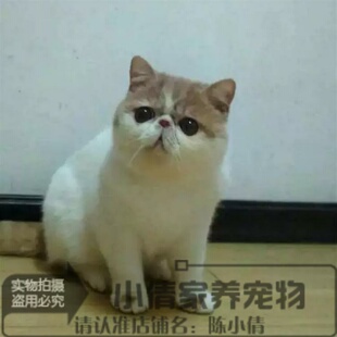 出售活体家养宠物猫幼猫加菲猫异国短毛猫红白梵文加菲纯种幼猫h