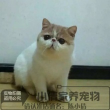 出售活体家养宠物猫幼猫异国短毛猫1