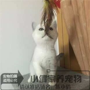 赛级英国短毛猫 英短银渐层纯种猫活体幼猫英短猫宠物猫活体h