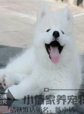 出售纯种微笑天使活体萨摩耶幼犬