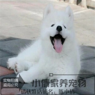汤姆出售赛级萨摩耶幼犬纯种微笑天使熊版萨摩耶犬活体宠物狗狗h