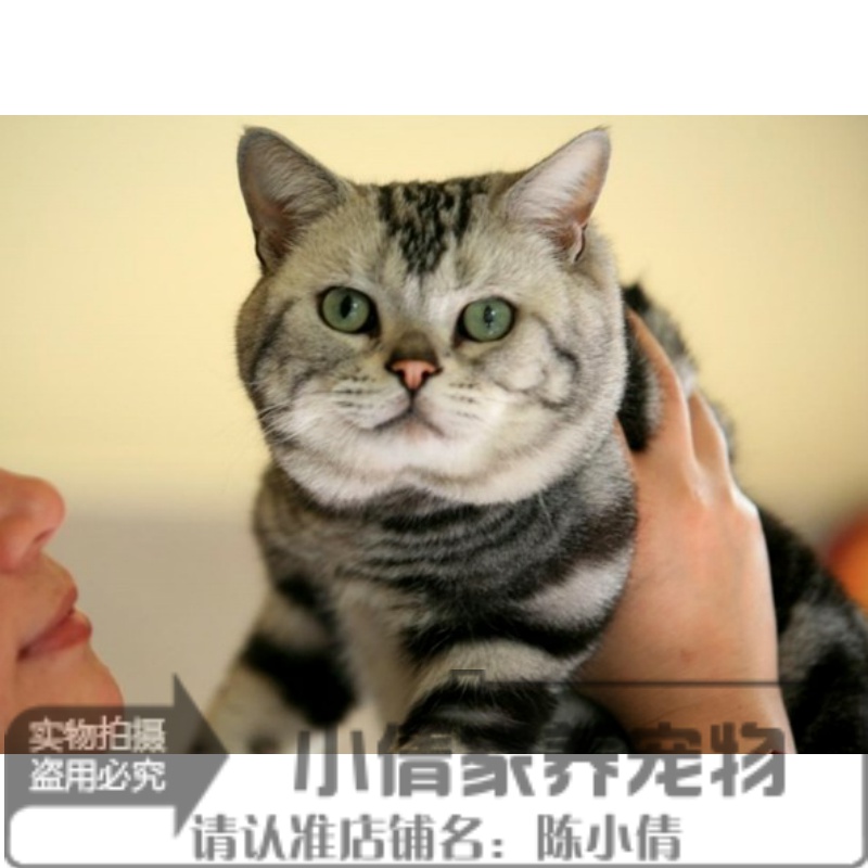 纯种活体银虎斑美国短毛猫