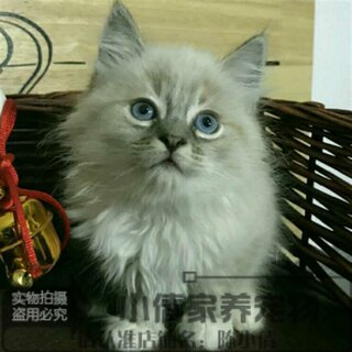 出售宠物猫活体小猫咪双色奶油海豹色蓝眼山猫布偶猫幼猫幼崽x