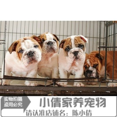 出售纯种活体英国斗牛犬