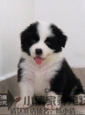 本地家养繁殖纯种边境血统纯正边境牧羊犬幼犬活体宠物狗h