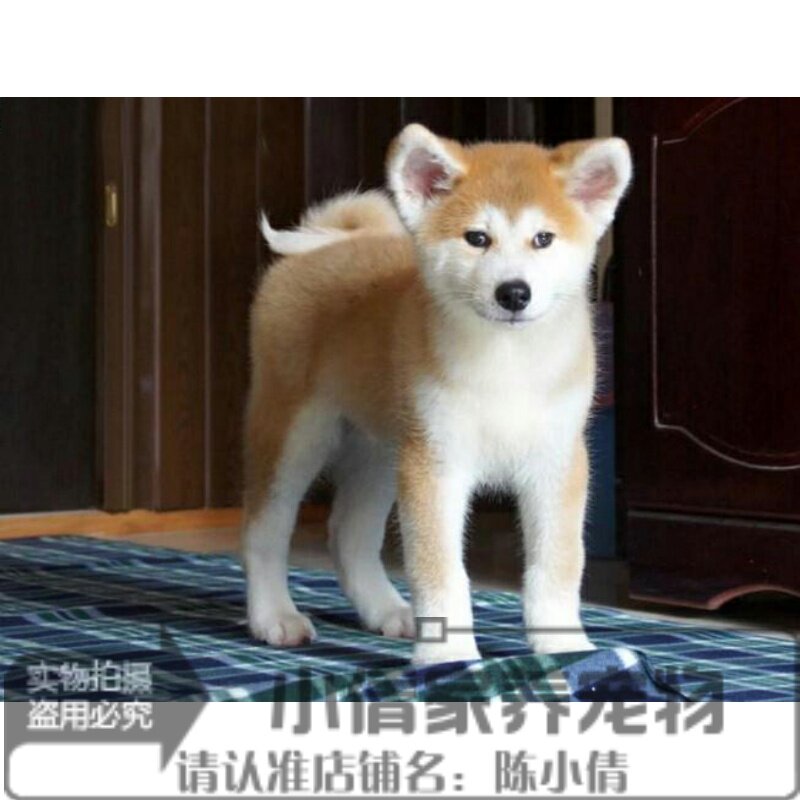 家养纯种赛级双血统日本秋田幼犬活体宠物狗狗血统纯正带证书h
