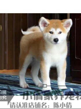 日本幼犬活体血统纯正宠物狗狗