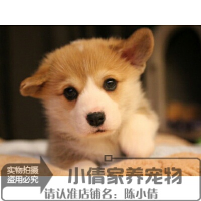 短腿威尔士活体三色伴侣犬