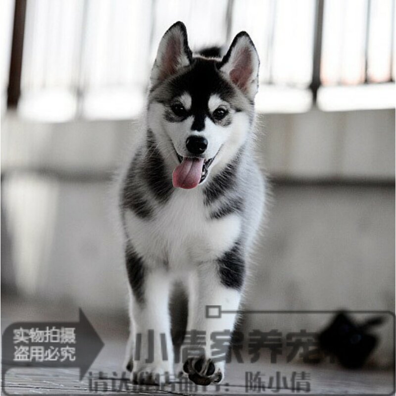 家养哈士奇纯种幼犬活体宠物狗宝宝黑色三把火西伯利亚雪橇犬h
