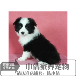 本地家养边境牧羊犬幼犬活体宠物狗聪明健康血统上门挑选x