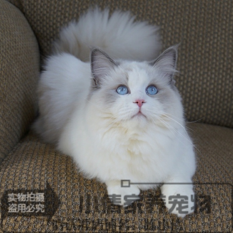 蓝双色出售纯种活体幼崽布偶猫