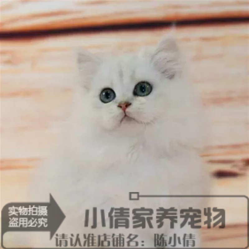 出售活体金吉拉纯种长毛猫