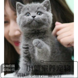 上海猫舍赛级蓝灰色英国短毛猫幼猫纯种英短蓝猫宠物猫活体出售x