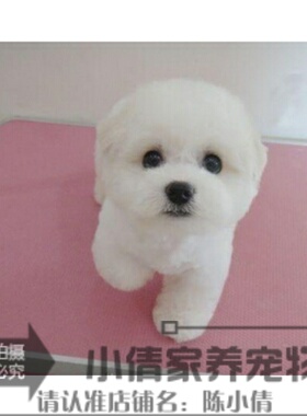 纯种活体法国卷毛比熊犬幼犬茶杯犬迷你型家养赛级幼狗比熊犬64h