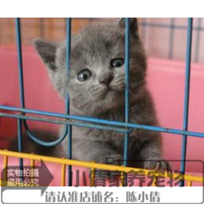 宠物猫活体纯种猫立耳英国蓝猫短毛猫公猫家养幼崽猫咪x