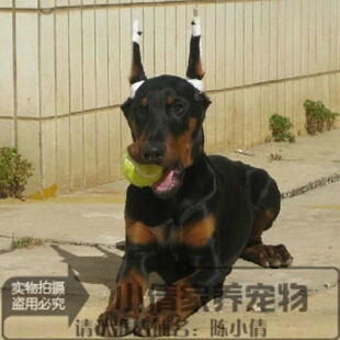 赛级健康纯种德系美系迷你直立耳朵短尾巴杜宾犬幼犬h