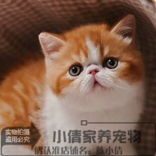 CFA赛级异国短毛猫幼猫加菲猫纯种宠物猫活体加菲幼猫双血统h