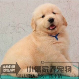 赛级金毛犬纯种幼犬家养巡回猎犬导盲犬宠物狗狗赛级长毛活体x