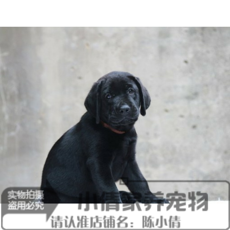 纯黑色拉布拉多活体幼犬纯种宠物狗狗家养赛级双血统纯正x 宠物/宠物食品及用品 狗狗 原图主图