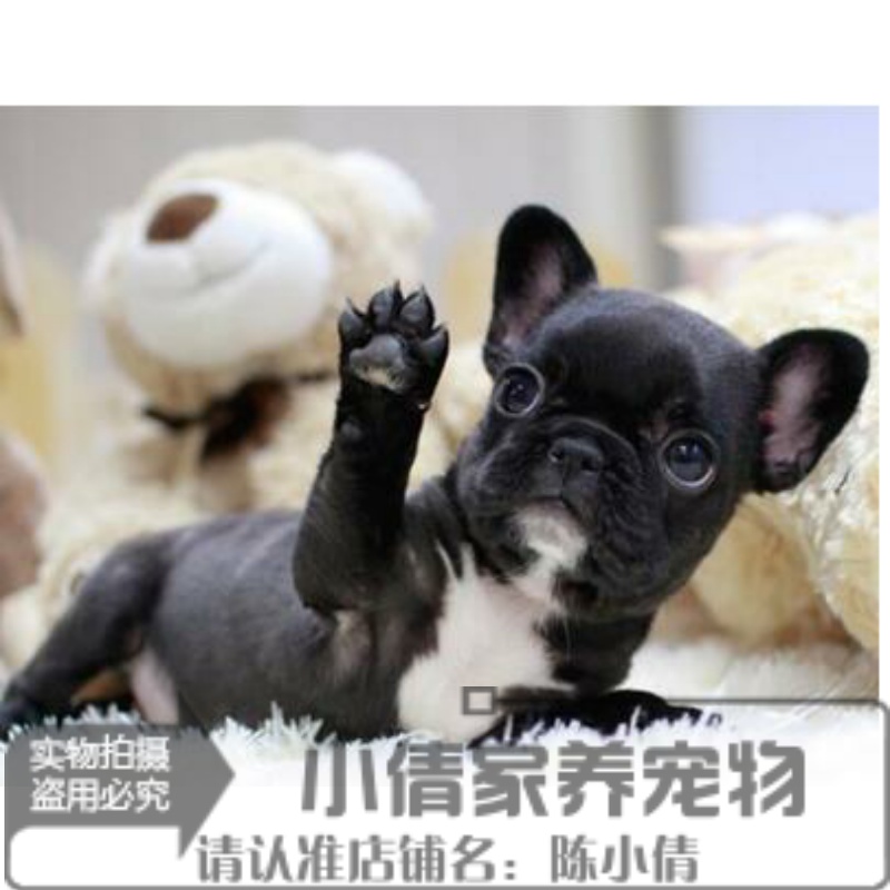 家养出售纯种法牛犬黑色小法斗幼犬活体宠物狗狗短毛法国斗牛犬q