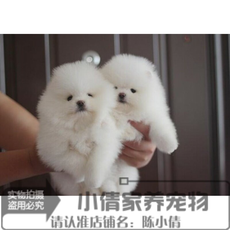 纯白色博美犬纯种茶杯博美日本俊介袖珍球体博美幼犬狗10q