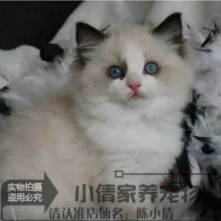 CFA注册猫舍出售纯种布偶猫活体蓝双色海豹色布偶幼猫宠物猫x