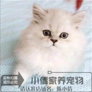 金吉拉幼猫绿眼睛长毛猫纯种金吉拉宠物猫金吉拉幼猫活体猫咪x