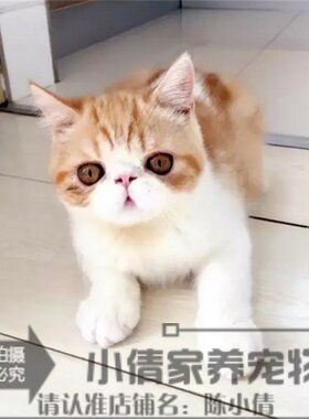 纯种活体异国短毛猫