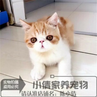 纯种加菲猫活体宠物小猫咪异国短毛猫红白水滴眼幼猫公猫加菲猫h