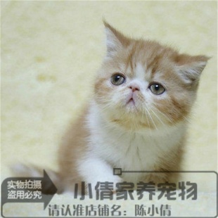 纯种异国短毛猫家养宠物猫咪活体幼猫萌宠加菲猫活体黄白两个月x