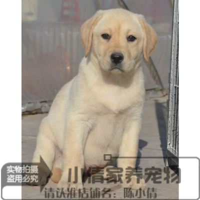 纯种拉布拉多伴侣犬
