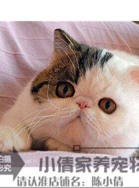 出售纯种活体异国短毛猫