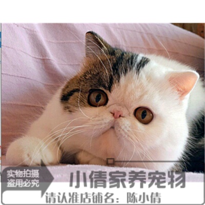 出售纯种活体异国短毛猫