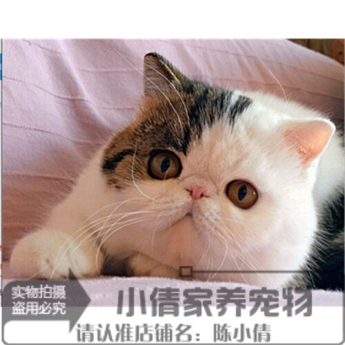 出售纯种活体异国短毛猫