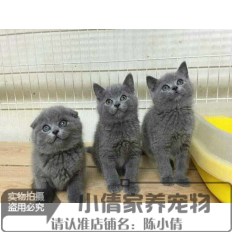 上海出售英国短毛猫幼猫英短蓝猫活体纯种宠物猫幼猫折耳猫蓝猫x