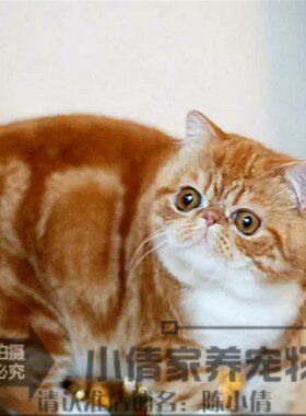 出售活体纯种红虎斑异国短毛猫