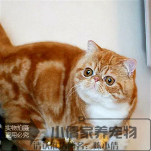 出售活体纯种红虎斑异国短毛猫