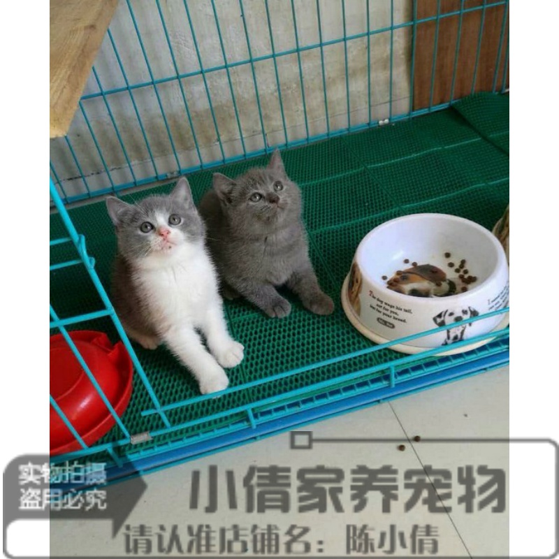 出售家养纯种宠物猫 英国短毛猫 英短蓝白双色 正八蓝白粉鼻h