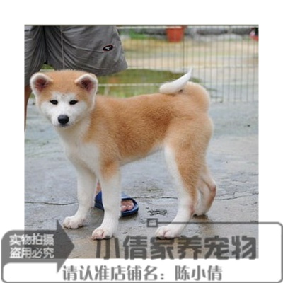 日本血统纯正宠物狗狗忠犬八同款