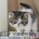 出售纯种异国短毛猫加菲猫活体宠物猫棕虎斑加菲幼猫活体小猫x