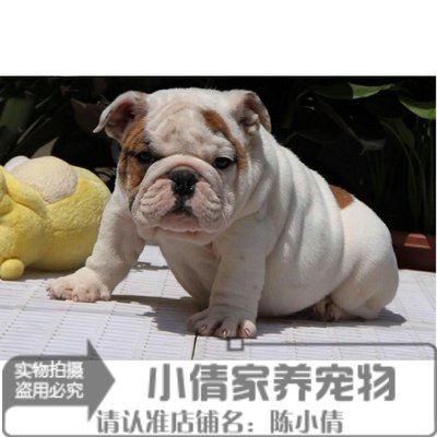 上海出售好养活体英国斗牛犬