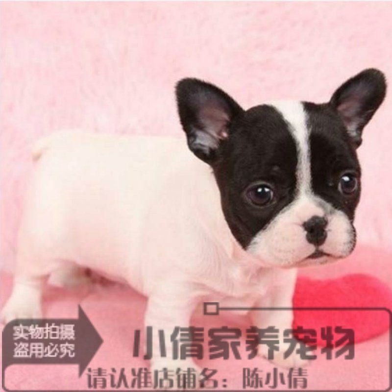 纯种黑白花色海盗眼法国斗牛犬幼犬出售法斗狗法牛活体宠物狗狗q