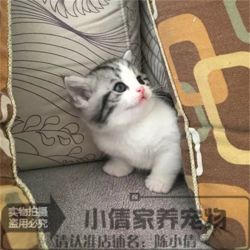 上海出售纯种银虎斑美国短毛猫